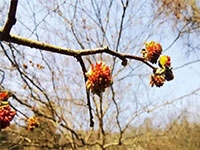 中科院授牌，西渚银缕梅研发基地成立！