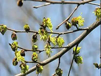 这个活化石植物的省级研发基地，落户宜兴！